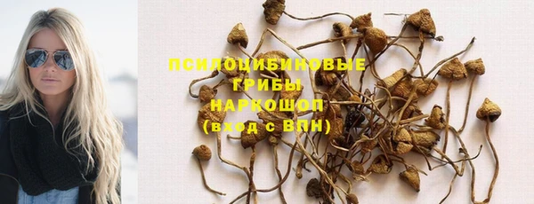 стаф Медногорск